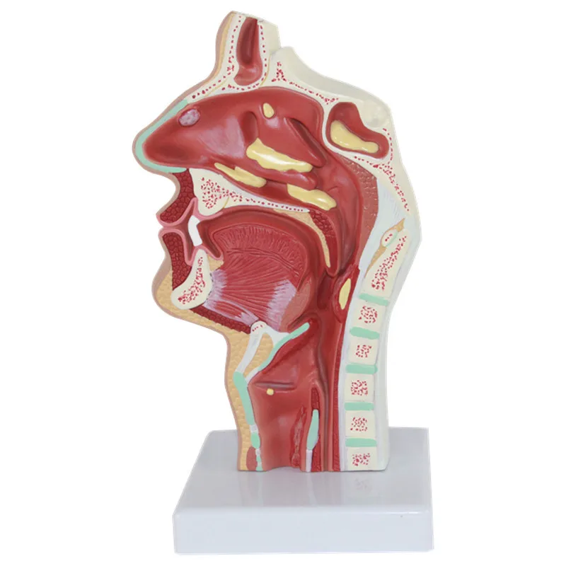 Human Mouth Nose Throat Pathological Model Magnified Nasal Cavity ENT Teaching Model