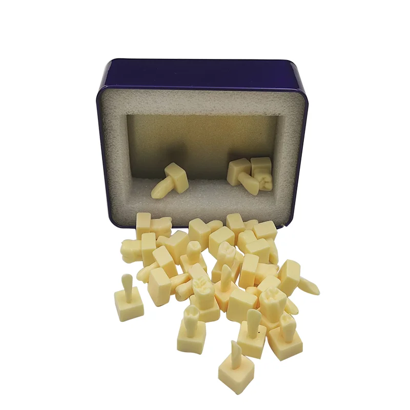 歯の構造と教育のヒントを持つ歯科学生学生学生練習の歯の彫刻教育比較モデルのピットとissure ca