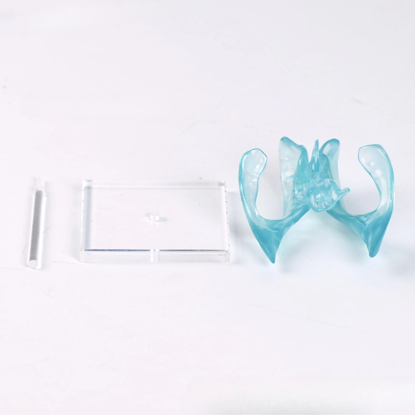 Medical transparent ventricle model with acrylic base