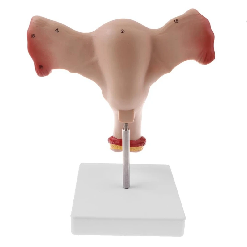 1:1 menselijke vrouwelijke baarmoeder eierstok eileiders modelleren anatomische menselijke anatomie model leermiddelen