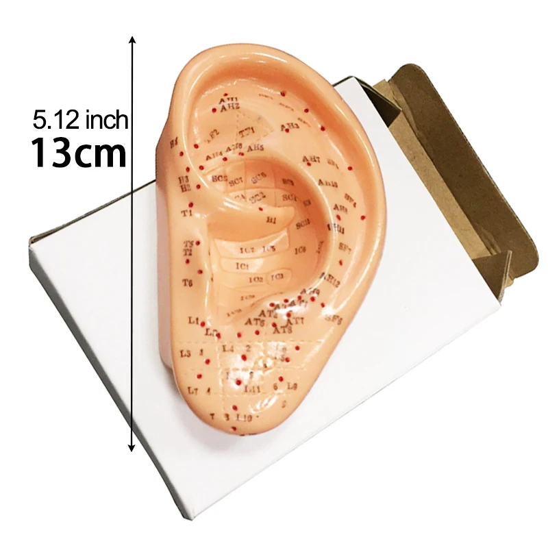 3D 手足耳鍼モデル - TCM、鍼灸師向けの詳細な経絡システムと非毒性 PVC 解剖学教育ツール