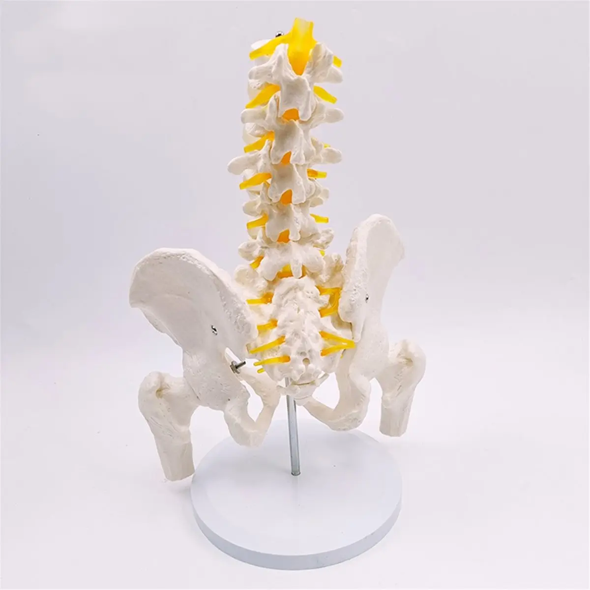 High Quality Umbar Vertebrae with Pelvic and Fractured Leg Bone Nerves Plastic Bone Model of Human Body Teaching Equipment
