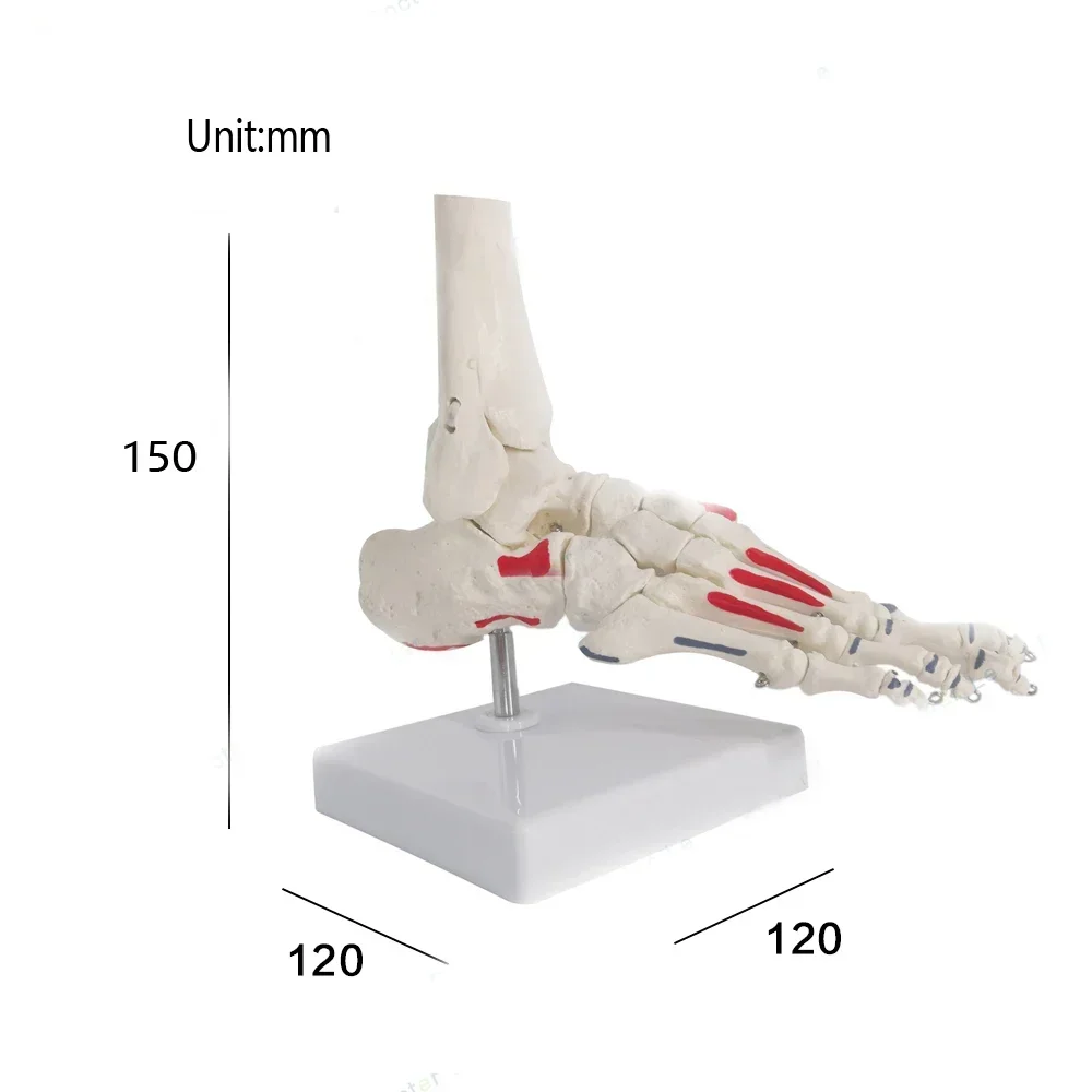 Life Size Foot Joints and bones Foot Anatomy Skeleton Human Foot and Ankle Model with shank bone Anatomical Models LearningTool