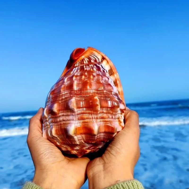 

Natural Conch Shell Four Famous Snails Wanbao Snail High-end Wealth-attracting Decoration Aquarium Collection