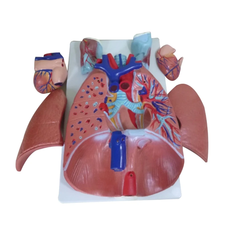 

Human Heart Lung Throat Cardiopulmonary Model Detachable Bronchial Anatomy Of The Respiratory System Department Model Y3NC