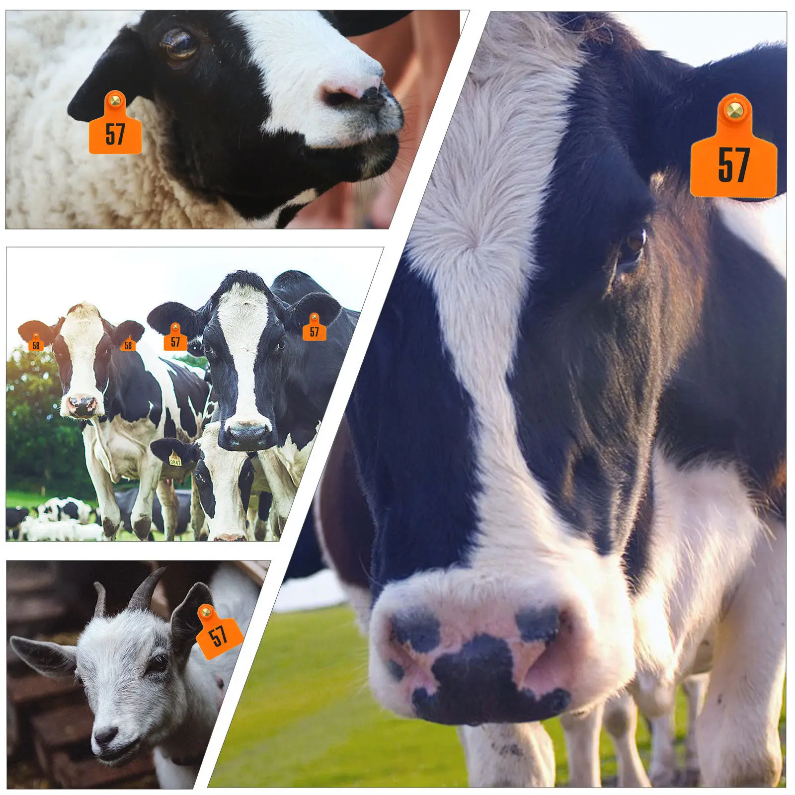 

100 шт. ушных бирок из ТПУ для скота, овец, коз, кроликов, устойчивых к нагреву и холоду, не выцветающих, с медными штифтами, легко наносятся