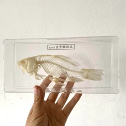 1pcs BOX Taxidermy fish skull specimen real bone Collection school  teaching support study