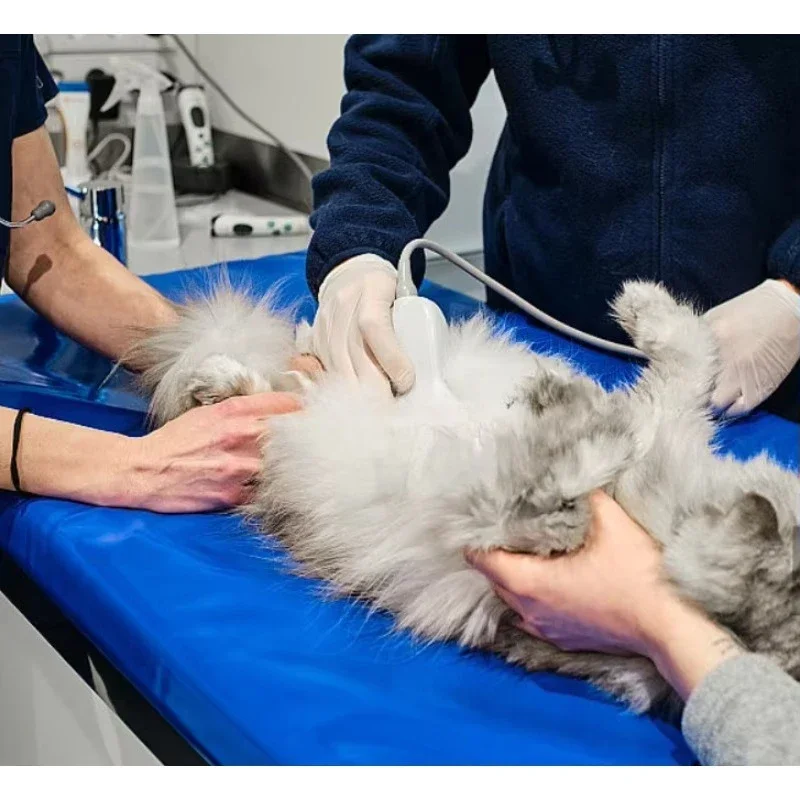 Veterinary  B&W Color Handheld Wireless 3 in 1 Ultrasound Machine for Animals Clinic