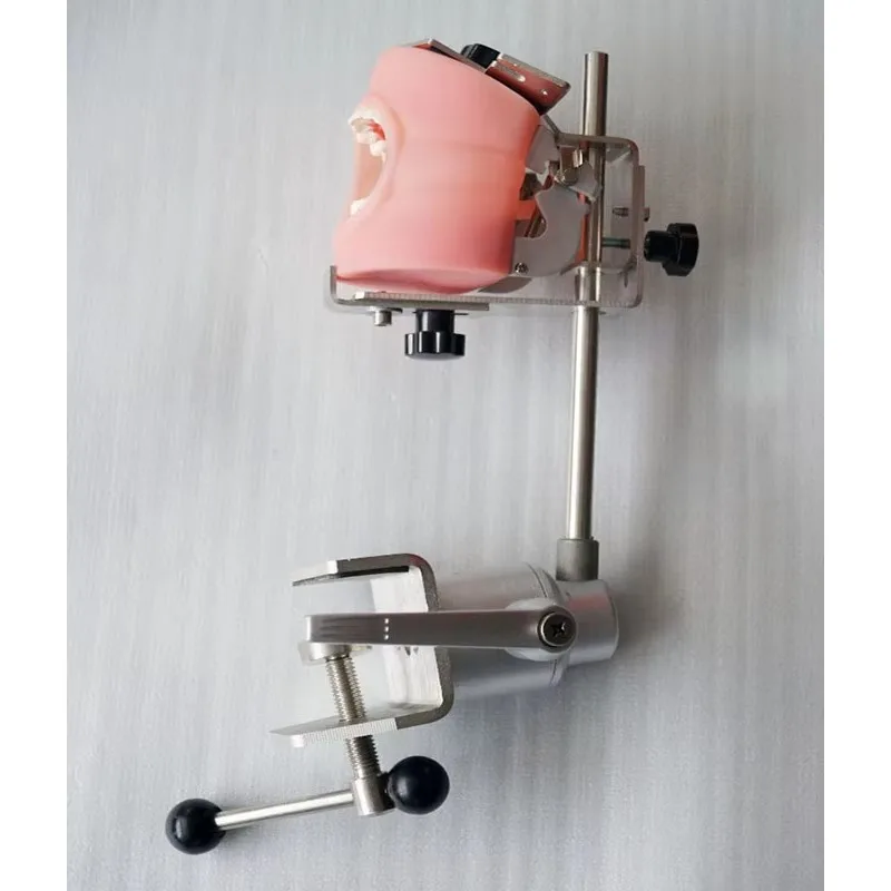 Modelo fantasma de mesa do simulador de treinamento médico YTYIN para estudantes universitários