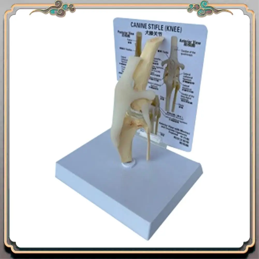 Durable Canines Knee Model Dog Joint Anatomical Model Dog Skeleton Model Animal Skeleton Anatomy  Science Gift