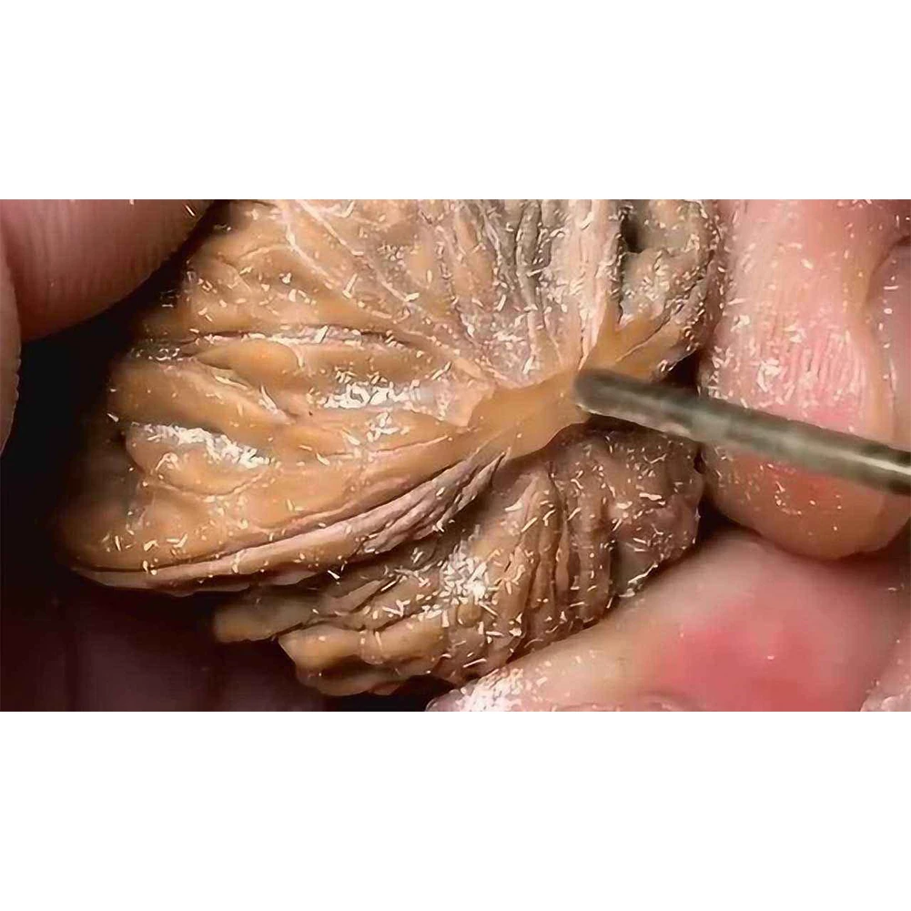 

Высококачественные сверла 1 шт. длиной 0,8 мм-2 мм 50 мм, сверла для мини-дрели, 1 шт., 0,8 мм-2 мм 2,35 мм, диаметр хвостовика 50 мм, Длина