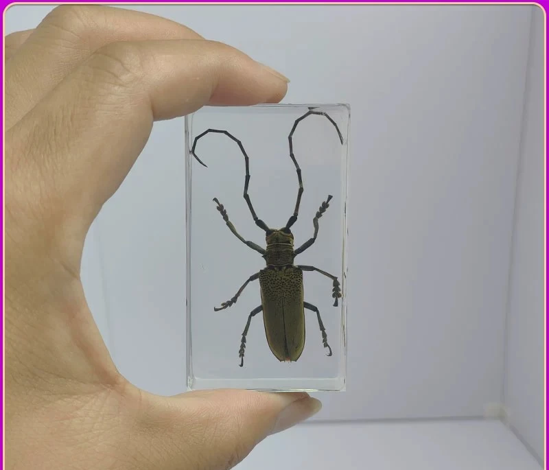 

Коллекция образцов насекомых из смолы, жуков и скорпионов — пресс-папье для таксидермии для научного образования и декора гостиной