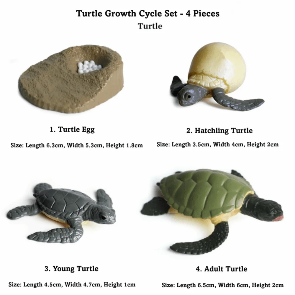 4 Pcs/Set Montessori Teaching Aids Life Cycle Figurines Educational Miniature Miniature Size Simulation Animal Models