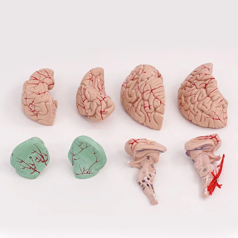 Medical Props Model 8- Parts Disassembled Anatomical Human Accurate Brain Model Anatomy Structure For Medical Teaching Tool