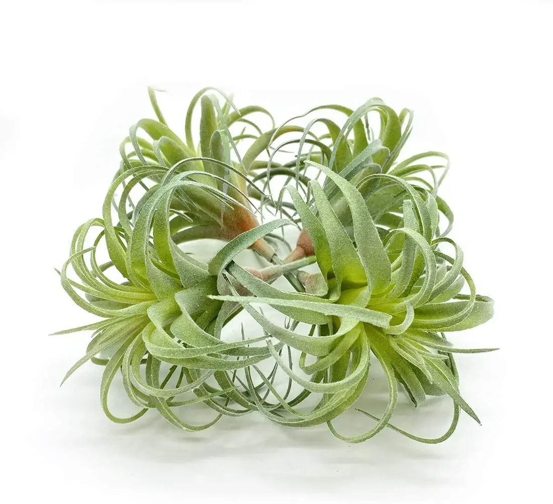 4er-Pack künstliche künstliche Luftpflanzen Gras Tillandsia Bromeliads für Heimdekoration Terrarium Projekt Grün – Detail 22