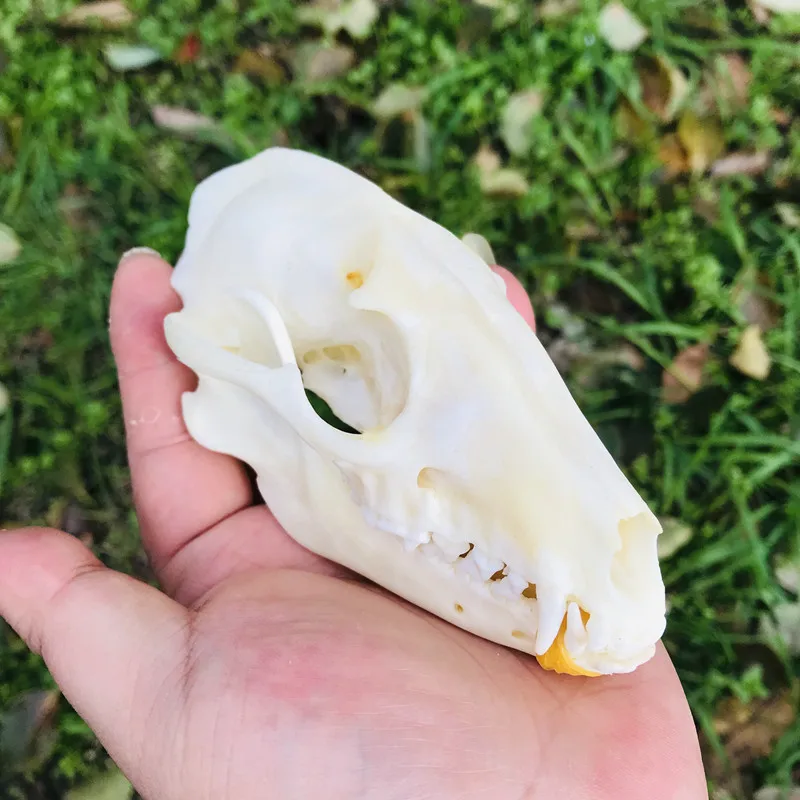 1pcs Pure Natural Taxidermy  Vulpes Raccoon  Skull Taxidermy Real Bone Skeleton Christmas Decoratio