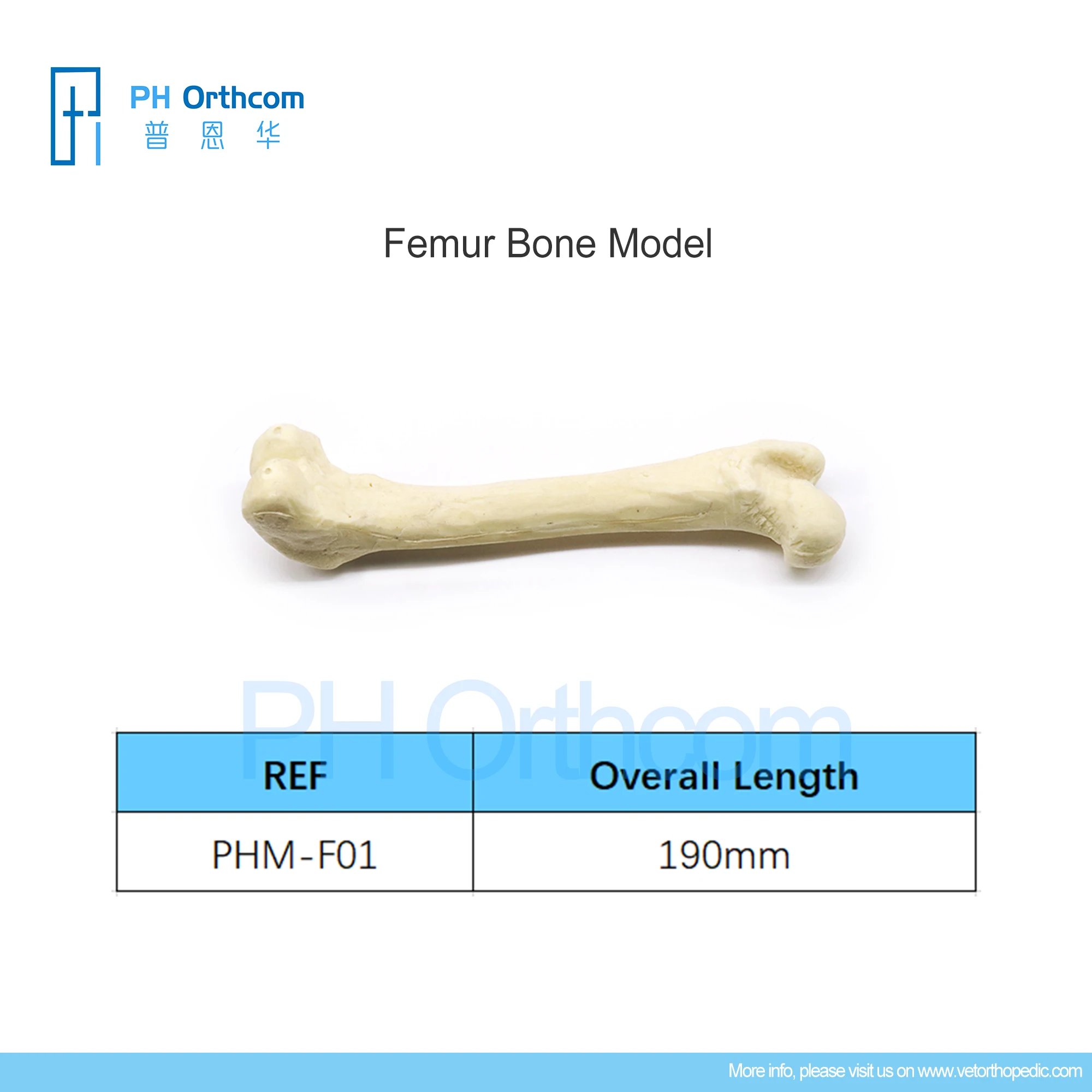 Orthopedic Femur Bone Model Education Pets Medical Supplies and Equipment Instruments