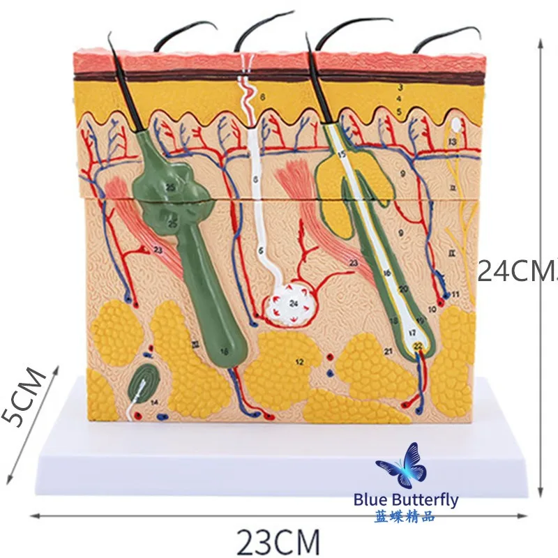 70X Human Skin Section Hierarchical Structure Hair Enlargement Anatomy Medical Model Micro Plastic Surgery Teaching Aesthetic