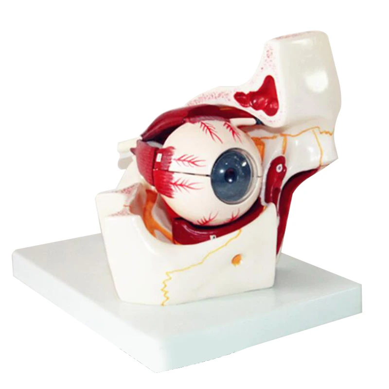 

Eyeball Model Anatomical Eyeball Model Medical Learning Aid Teaching Instrument Medical Science Teaching Resources