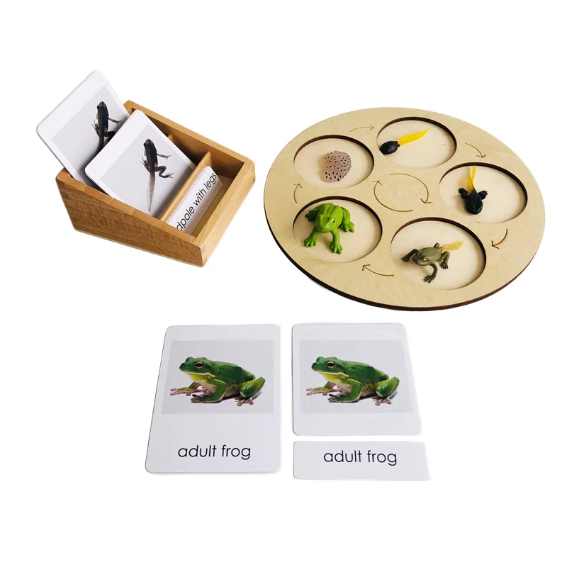 Montessori Materials Life Cycle of Frog Board/ Figures/ Cards Kids Learning Resources Biology Teaching Aids Educational Toys