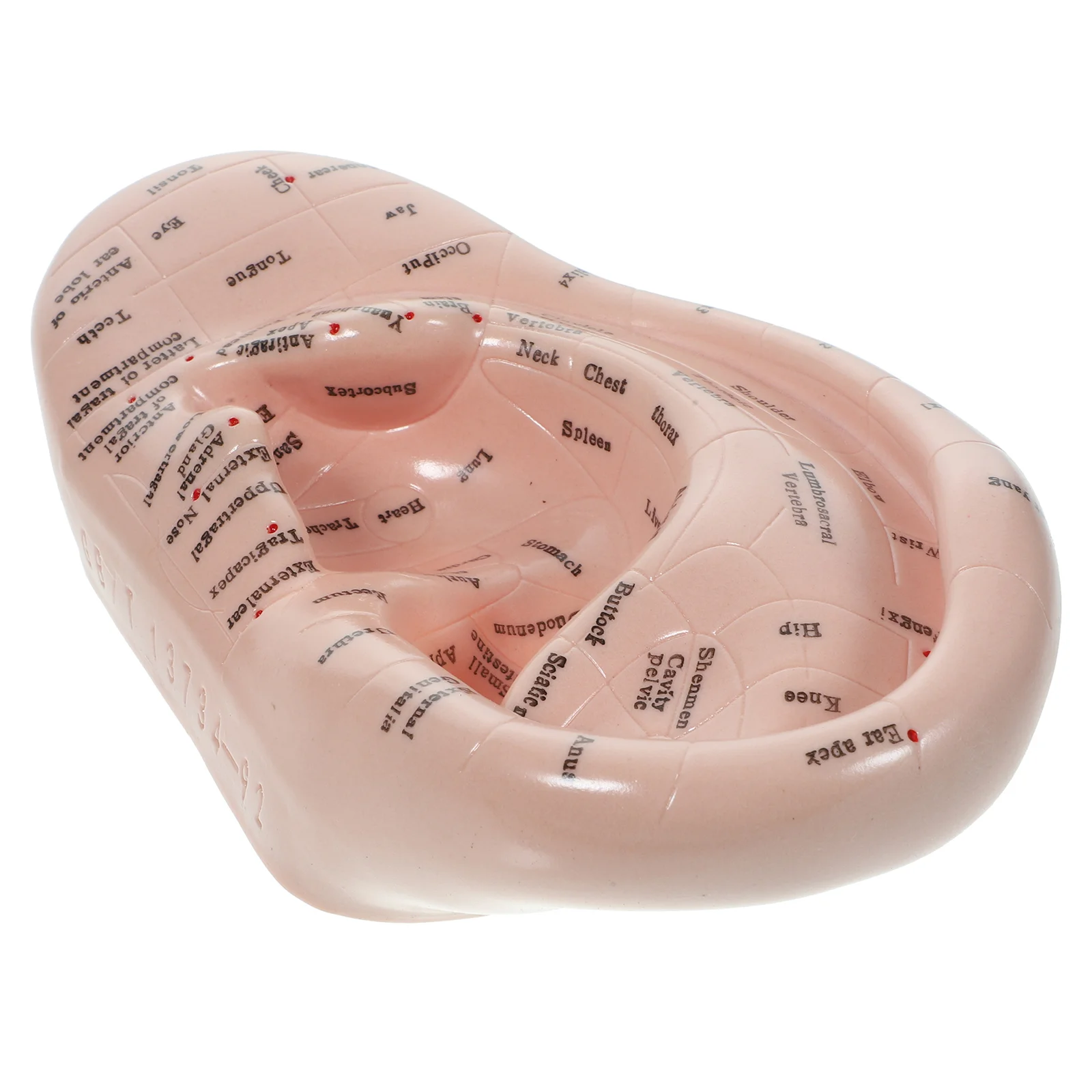 Auricular Model Chinese Medicine Teaching Prop Mini Massager Seed Ear Mold Emulation Pvc Soft Glue Massaging