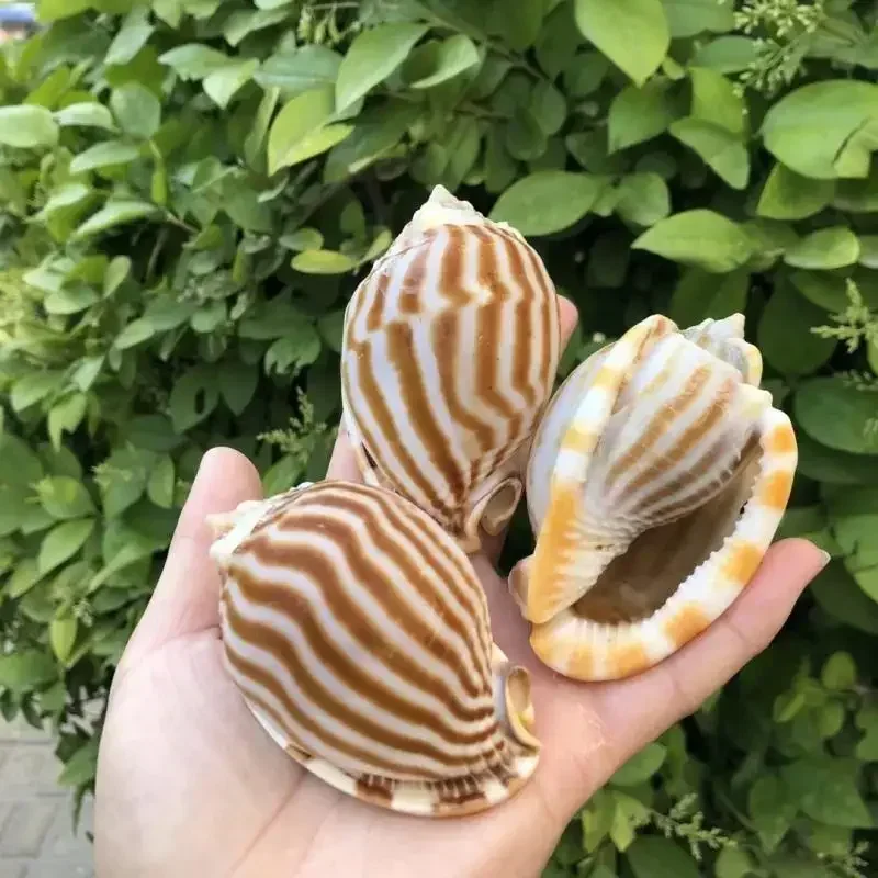 Watermelon Snail Shell Conch Fish Tank Aquarium Landscaping Scallop Hermit Crab Breeding Shell Creative Succulent Potted Plant