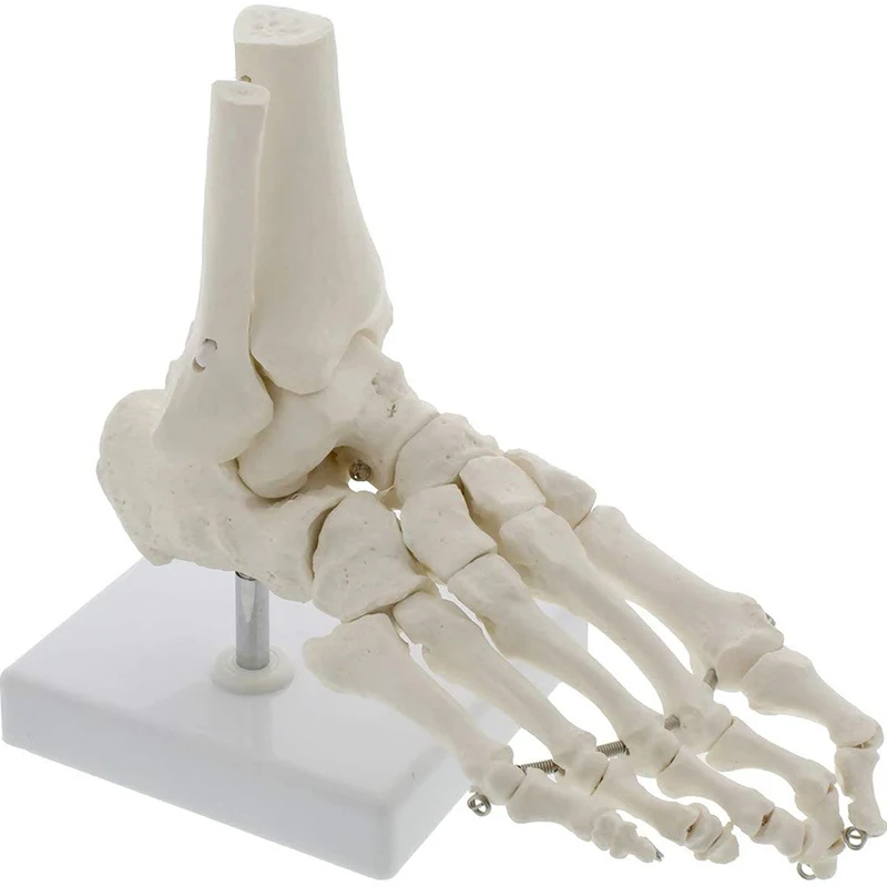 Life Size Foot Ankle Joint Anatomical Skeleton Model Medical Display Study Tool Medical Science Stationery for School 1:1 New