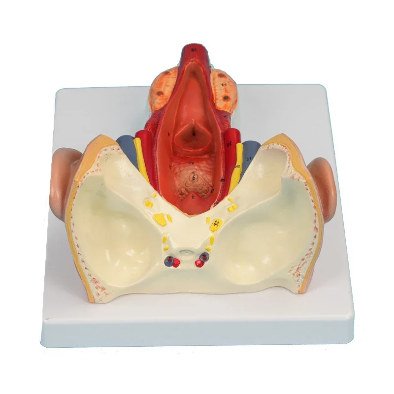 

Throat Wall Muscle Model PVC Material Biology Teaching Model, Pharyngeal Cavity Teaching Model 23x18x10cm