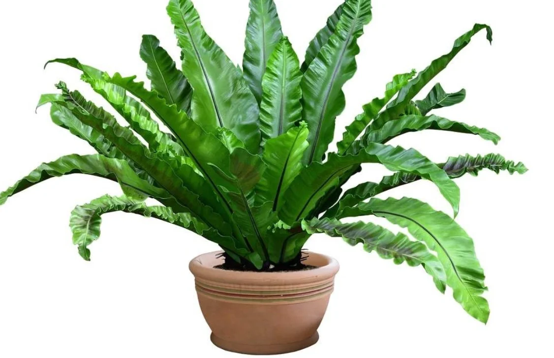 2 في 1 ديود إزالة الشعر بالليزر الجليد غير مؤلم الكسندريت بيكو ثانية إزالة الوشم بالليزر متعدد الوظائف نظام التبريد الجمال