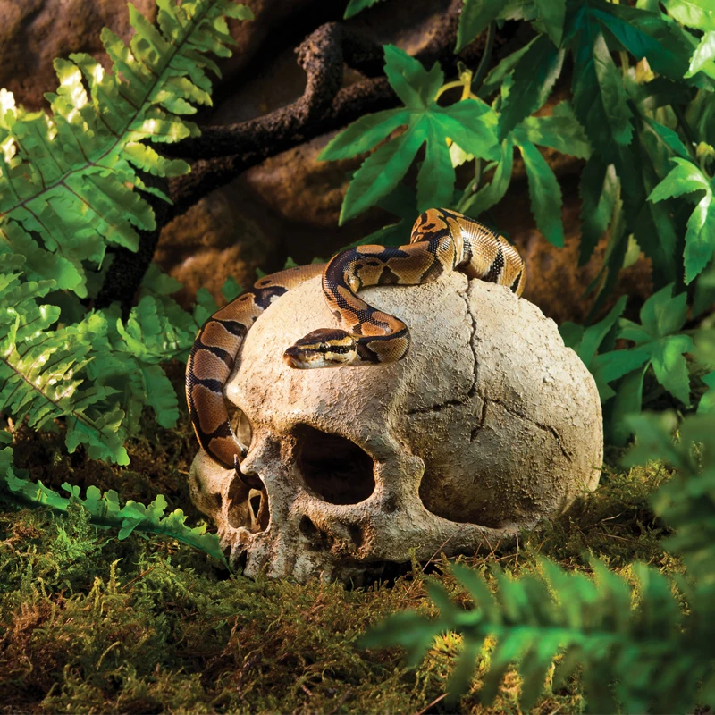 Reptil ocultar cueva camarones hábitat resina cabeza hueso cráneo pecera paisaje decoración acuario reptil casa acuario deco