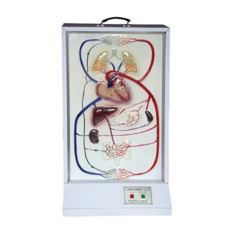 Medical College Students Teaching Equipment Heart Beat and  Circulation System Electric Medical Teaching Model ADA-A2129/WD