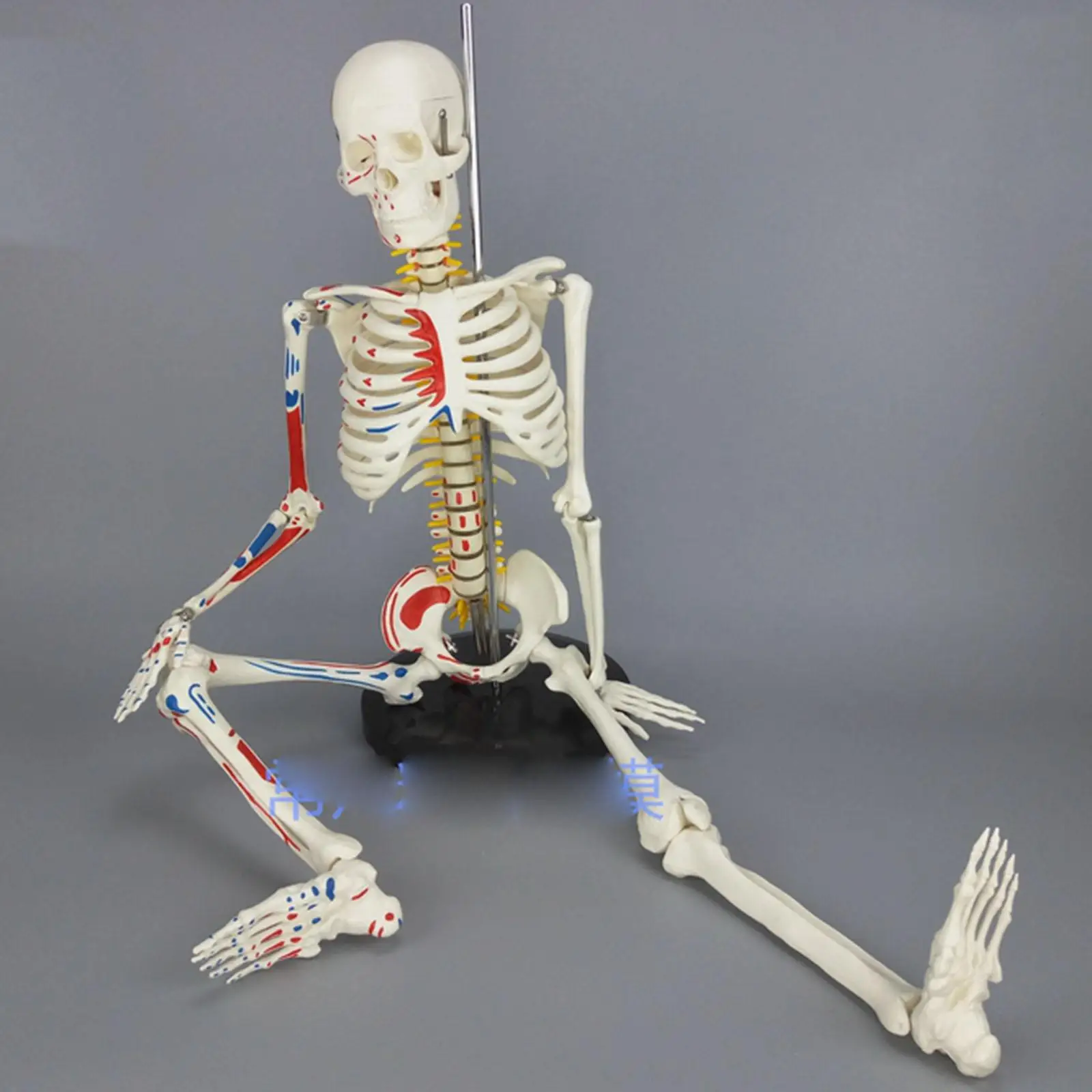 PVC 85CM Human Muscular Skeleton Model Muscle Painted Unnumbered Anatomical Skeleton Model Medical Learn Aid