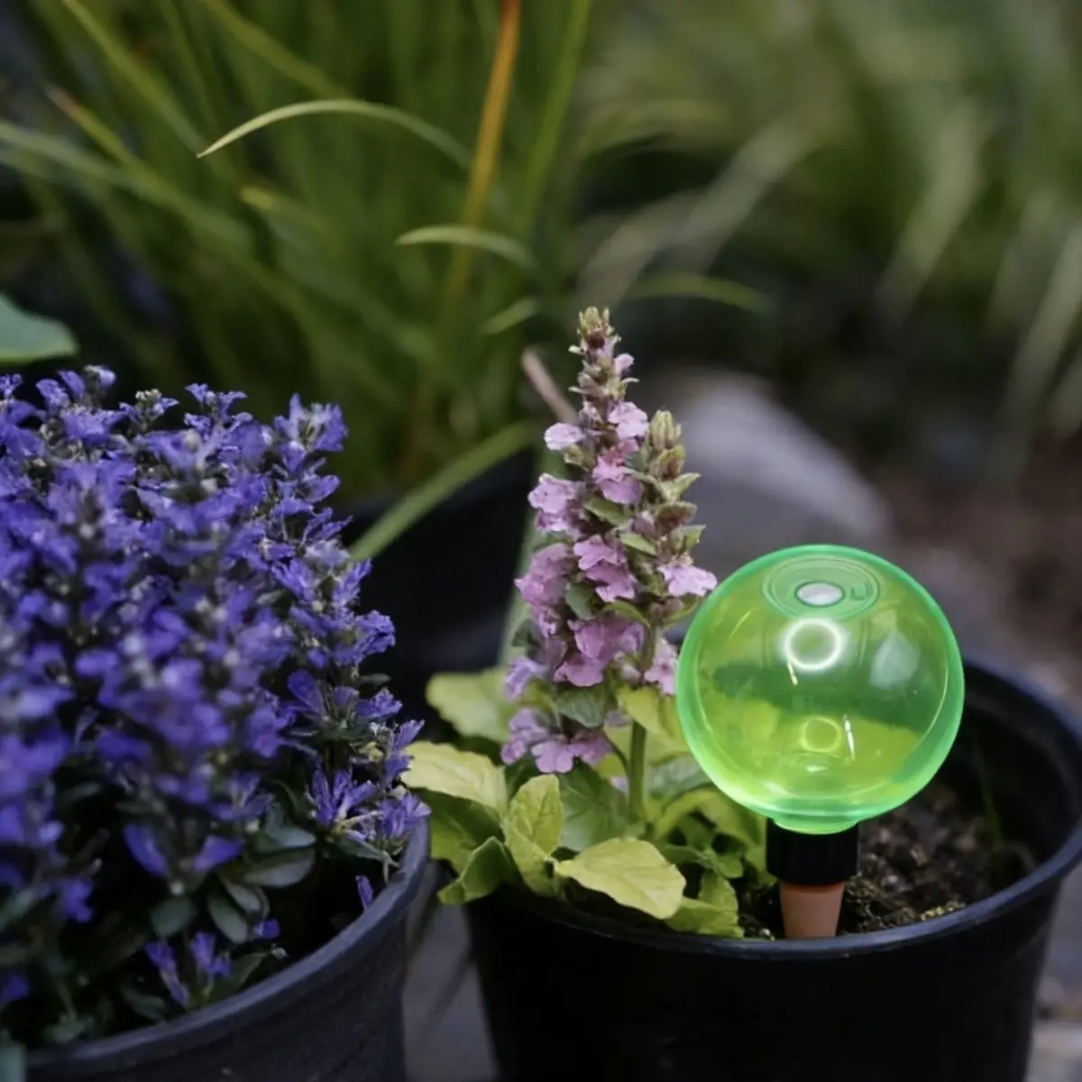 3pcs Large Plant Self Watering Globes Plastic Water Bulbs Self Watering Planter Watering Plant Devices System