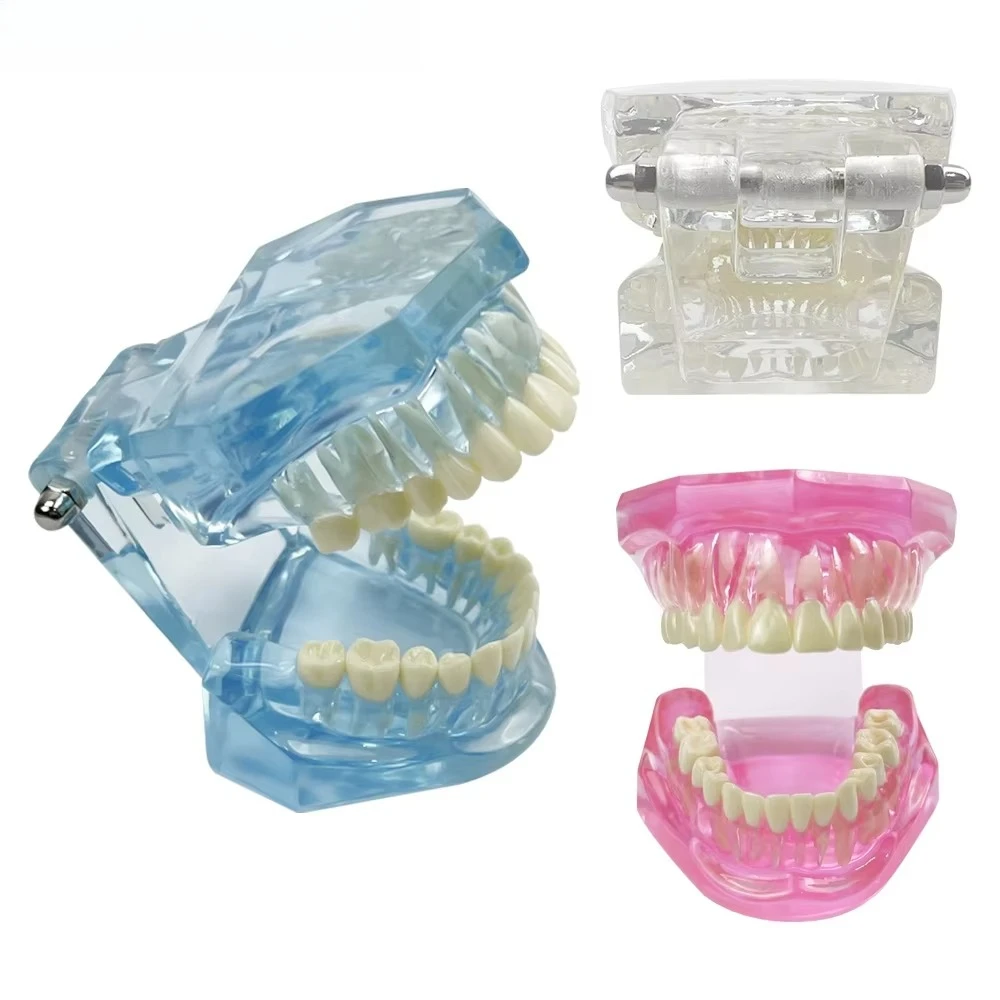 Normal Dental Model Teeth Dental Teaching Model Transparent Blue Pink Dentistry Adult Teeth Model For Studying Education Display