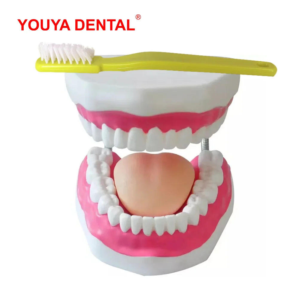 Teeth Model With Toothbrush Brush Dental Demonstration Model With Tongue Dentistry Product For Studying Teaching Brushing Tooth