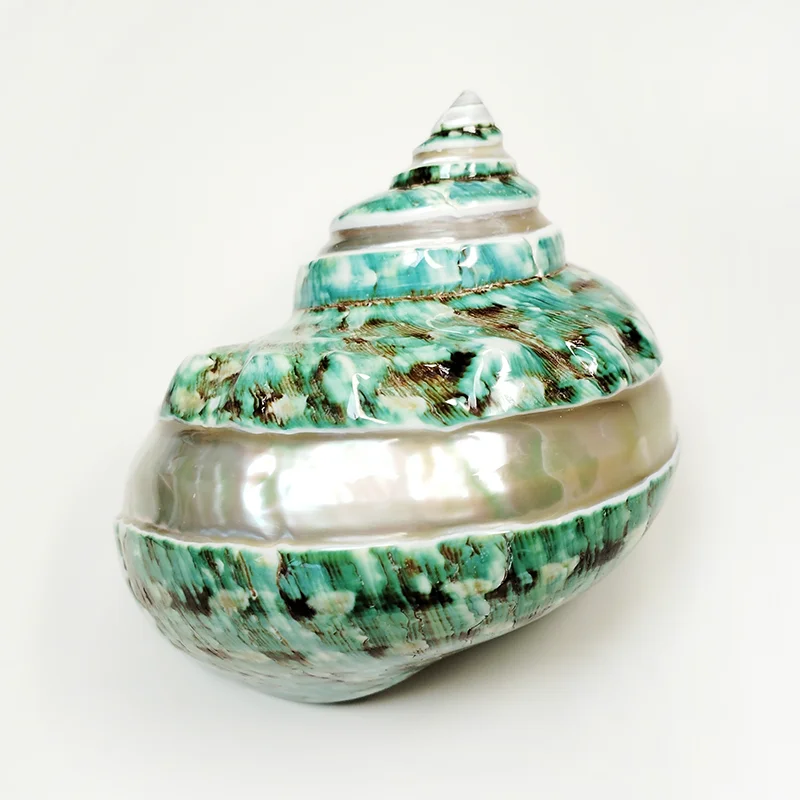 Large Turbo Jade Green Shell with Pearl Band Hermit Crab Sea Shells for Crafting Coastal Home Decor Accent and Vase Filler view 3