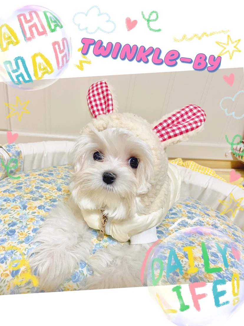 

Оригинальный зимний пуховик Jaet для домашних животных, дизайн кролика и медведя, Тедди, бишон, йорк, мальтийский, универсальная одежда для домашних животных, аксессуары