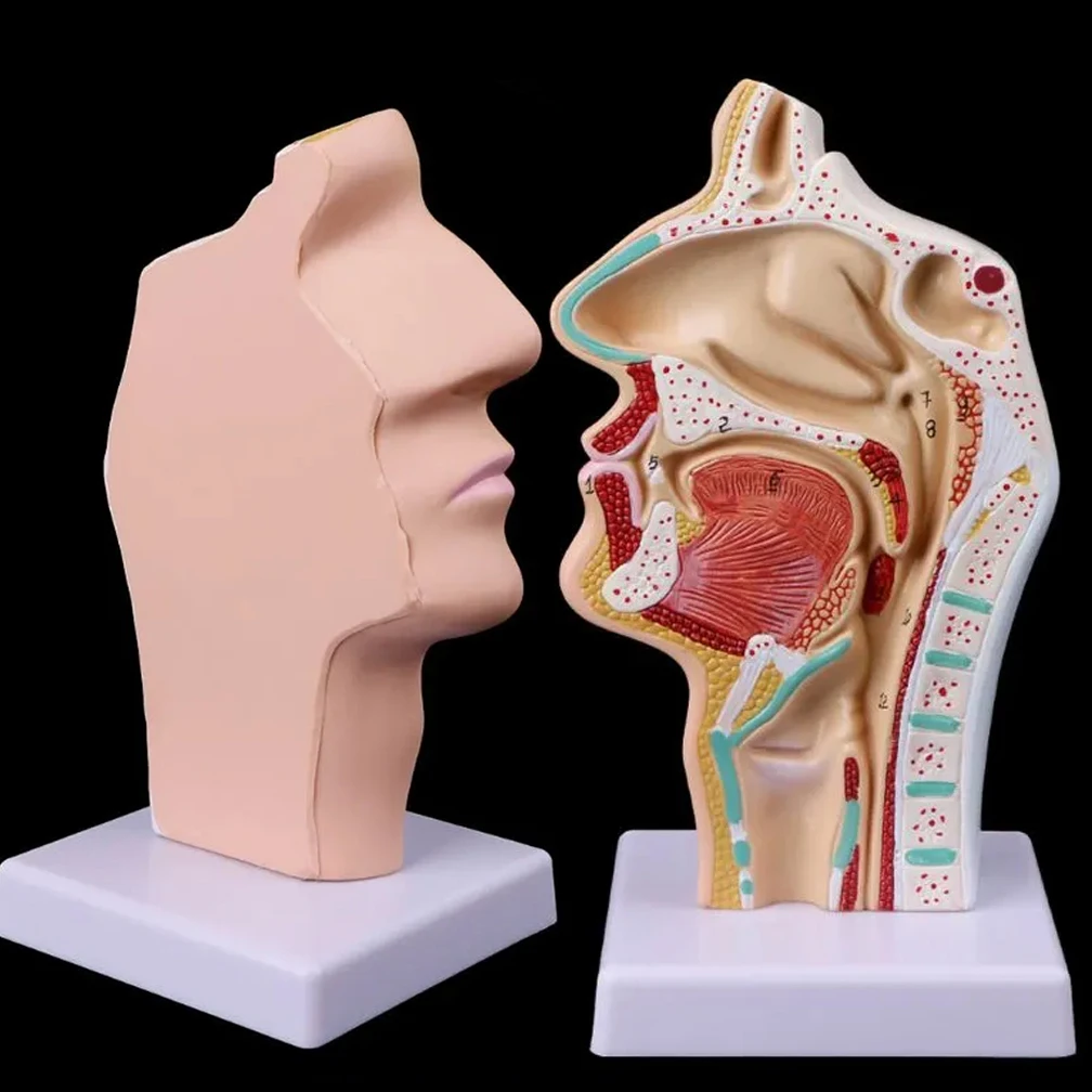 Adult Human Anatomical Nasal Cavity Throat Skull Anatomy Medical Props Model Teaching Tools Kit Modeling School Supplies Newest