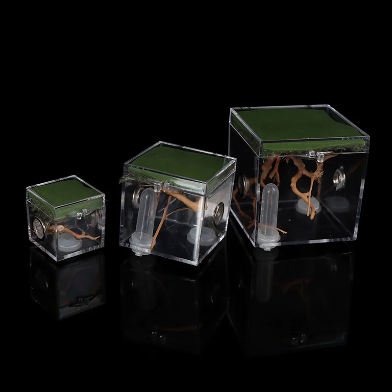 Black Widow Spider Small Insect Breathable Terrarium Transparent Reptile Breeding Box Assembled Eco Box