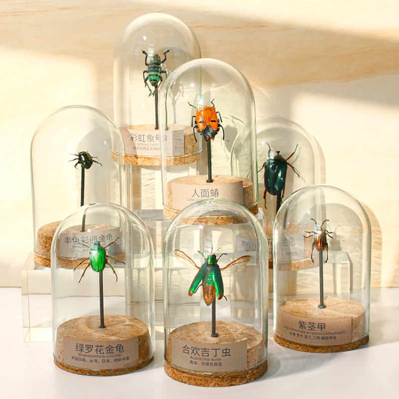 

2100 Original Insect Specimen Glass Jar Display Frame Natural Insect Ornaments Lover Friends Relatives Birthday Gift Decoration