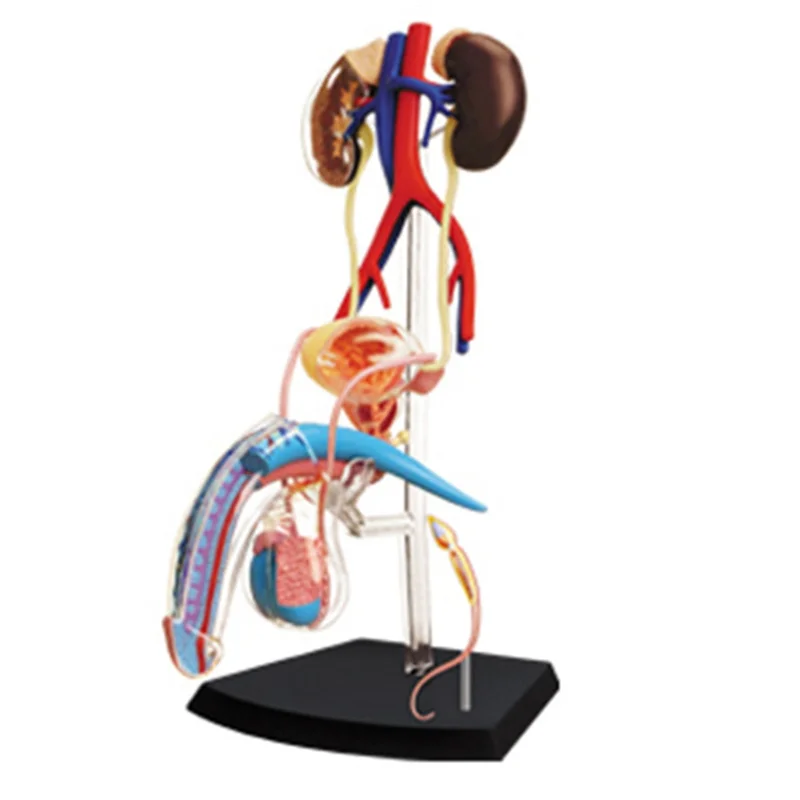 

Medical Torso Human Body Model Education Male Reproductive System Model for Student Teaching Study Assembling Model