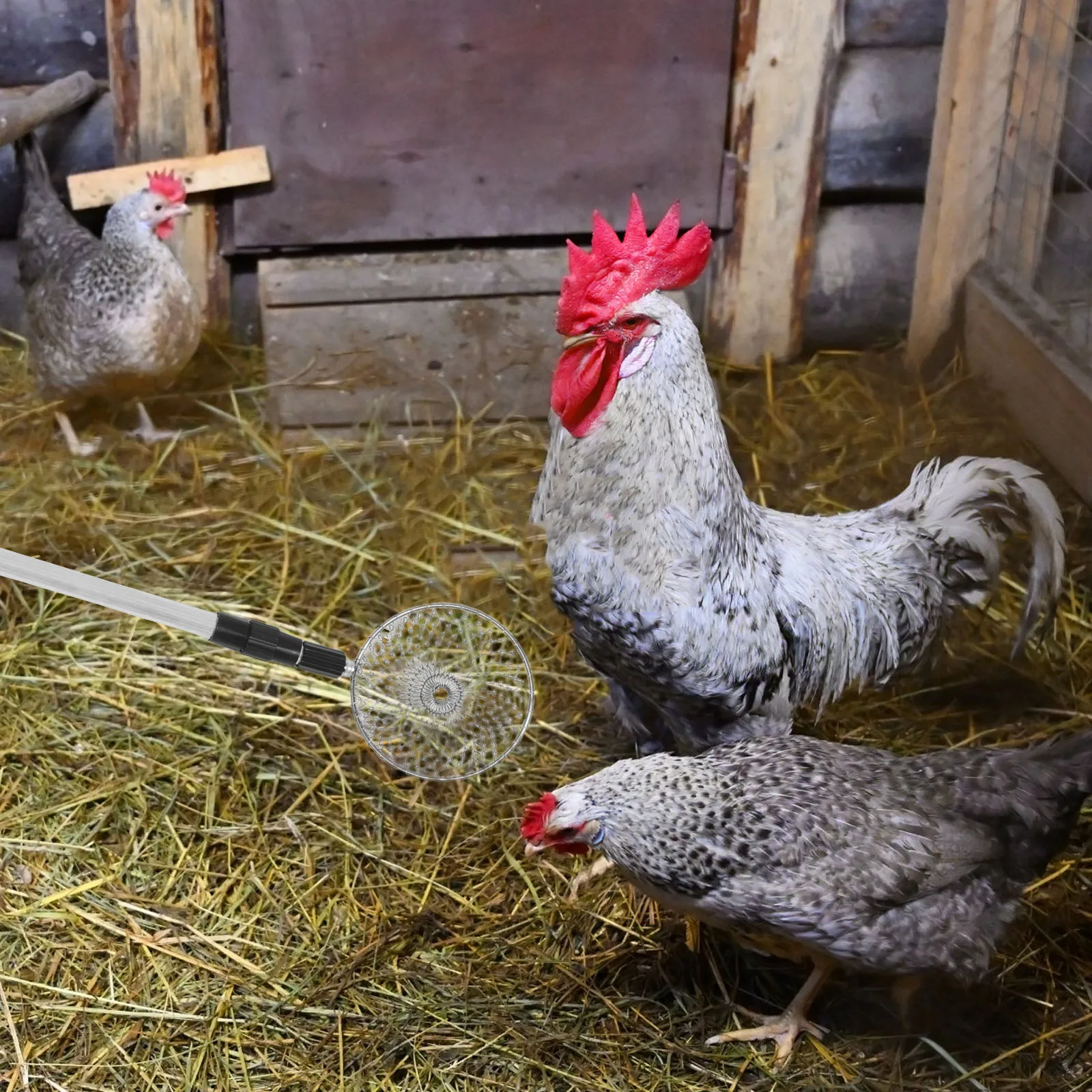 

Beach Retractable Egg Picking Net Basket Stainless Steel Grabber for Chicken Coop