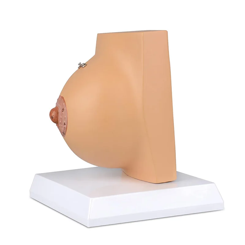 Human Female Quiescent Breast Anatomy Model Breast Enhancement Gynecological Medical Teaching Display Supplies Free postage