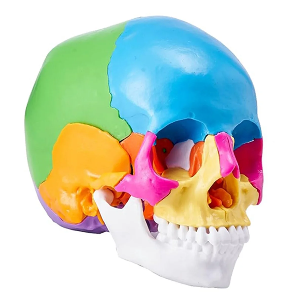 Human Skull Model, Life-Size Painted Anatomy Skull Model, PVC Anatomical Skull A