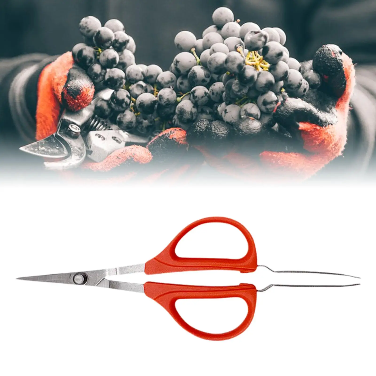 

Garden Scissors Gardening Fruit Picking Shaping Trimming Non Slip Handle Picking up 2 in 1 Design Stainless Steel Pruner Shears