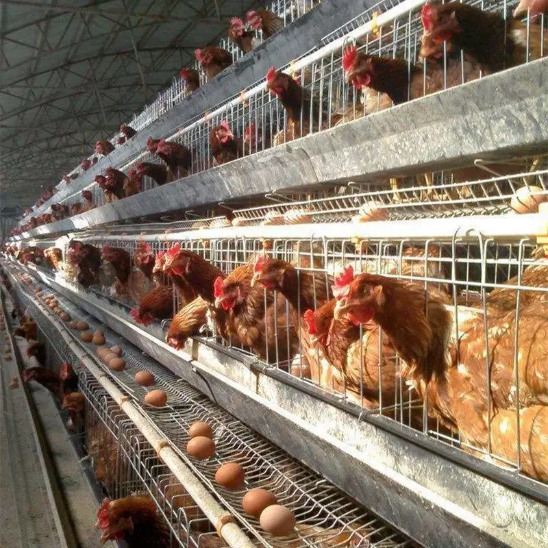 Suitable for 3-4 layers high capacity laying hen cage chicken farm chicken house chicken house