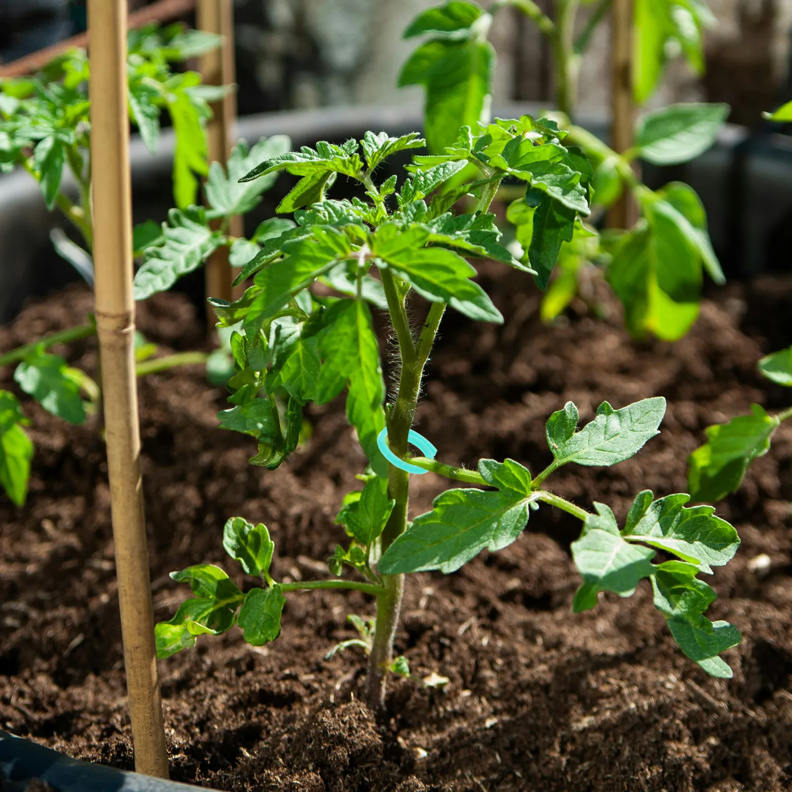 200 ชิ้น คลิปหนีบก้านต้นไม้พลา - Vine Climbing Plastic บทวิจารณ์และราคา