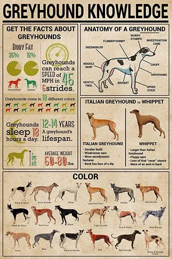 Youpinnong Greyhound Knowledge Tin Sign Posters Anatomical Color Metal Signs Room Decor Science Education Farm Club Wall De sign