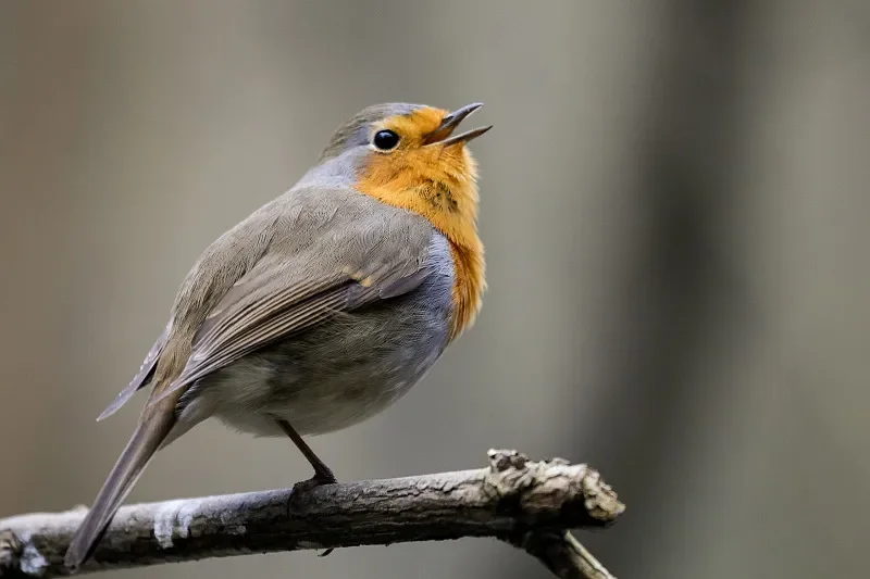 SKYZONE SKY04X PRO Occhiali FPV - OLED 1080P, 5.8G 48CH SteadyView RX, DVR/Head Tracker, Ventola di calore per Drone RC