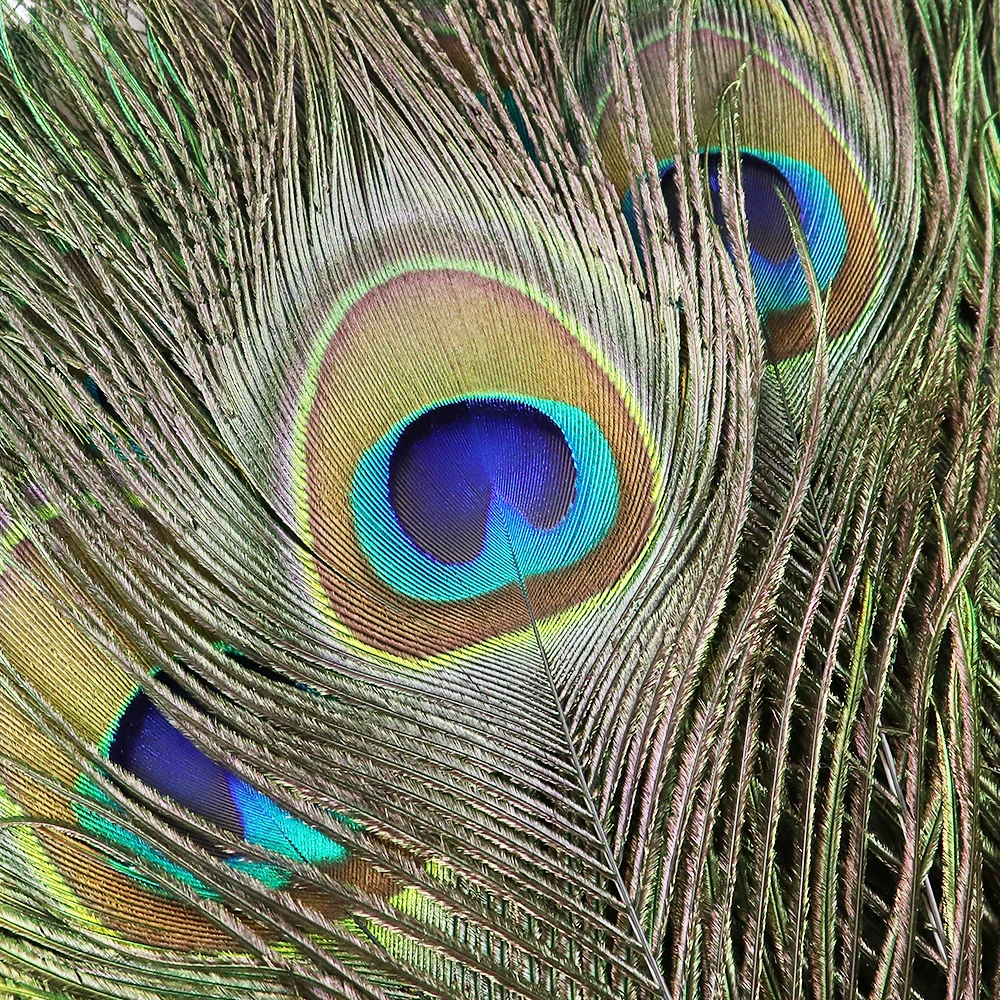 

10PCS Natural Peacock Feathers with Green Eye 25-50cm for Wedding Party Decor DIY Crafts Christmas Carnival Bulk Plumes Supplies